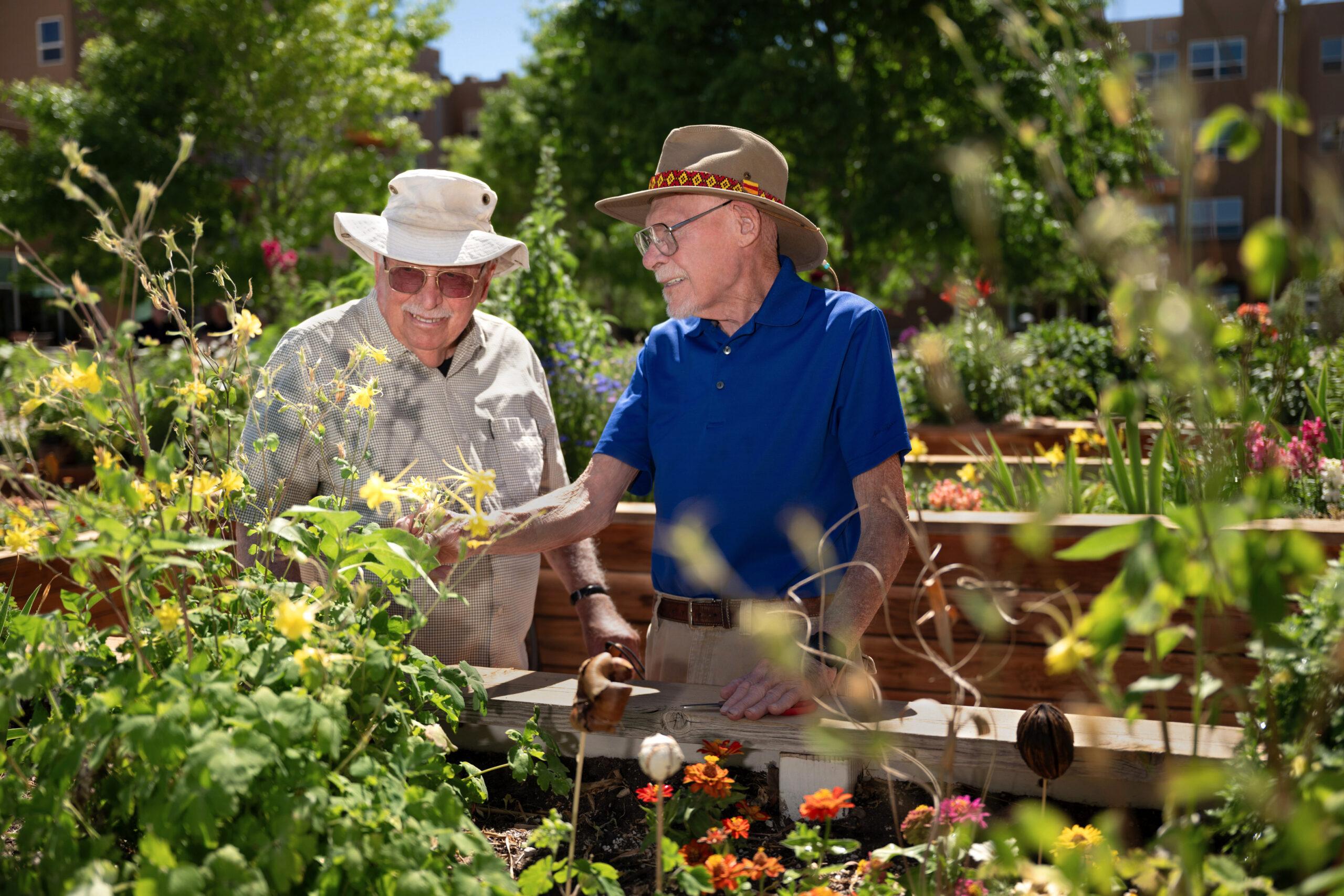 Two senior men wearing sun hats tending plants in raised garden beds in a sunny outdoor courtyard.